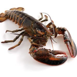 Live Hard-Shell Lobster